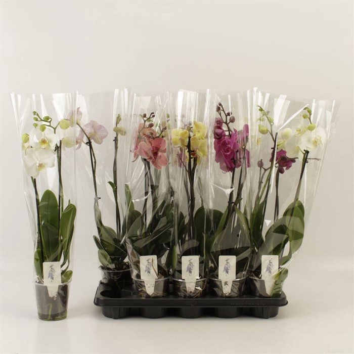 <h4>PHAL GEM 5 KL</h4>