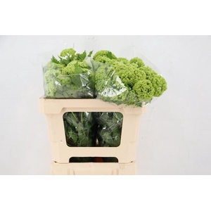 VIBURNUM ROSEUM PER BUNCH