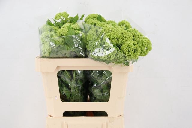 <h4>VIBURNUM ROSEUM PER BUNCH</h4>