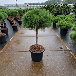 Pinus nigra 'Brepo'® 50CM-Stem 40/50 Head C20