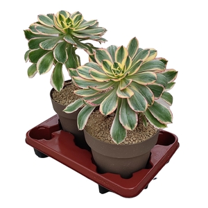 AEONIUM SUNBURST - POT Ø 20 - TRAY 2 PCS (SUCCULENTEN)