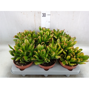 Crassula ovata 'Horn Tree'