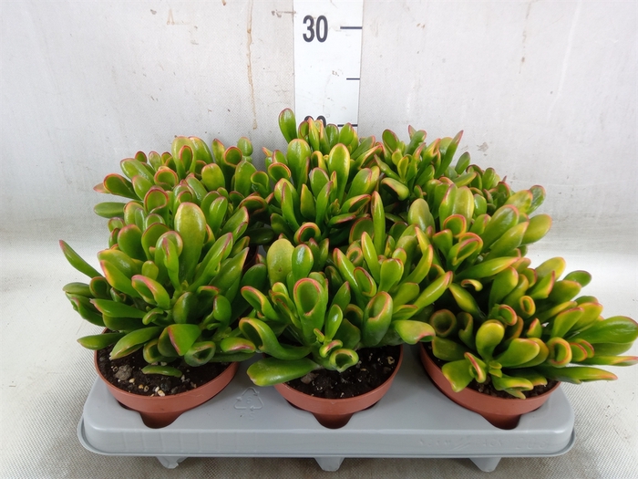 <h4>Crassula ovata 'Horn Tree'</h4>