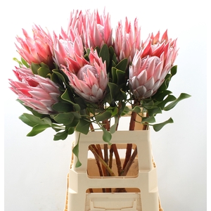 PROTEA CYNAROIDES