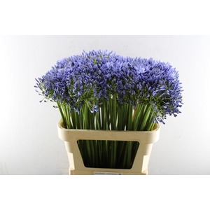 Agap Susan (blauw) Extra