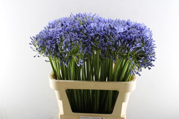 <h4>Agap Susan (blauw) Extra</h4>
