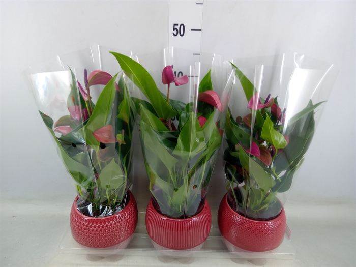 <h4>Anthurium andr. 'Pure Purple'</h4>