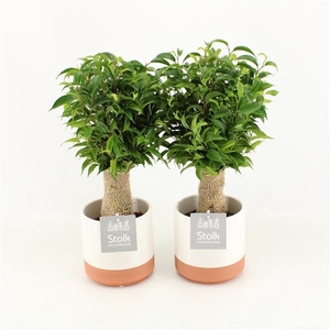 Ficus Benjamina Natasja in Milou keramiek