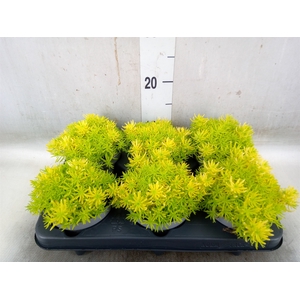 Sedum acre 'Yellow Queen'