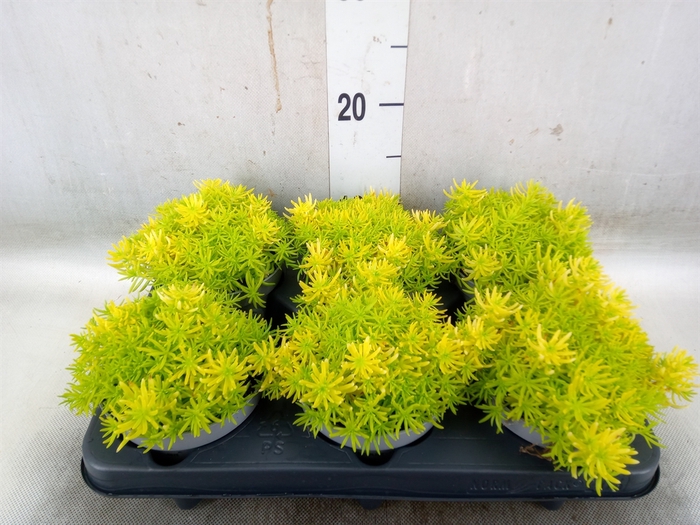 <h4>Sedum acre 'Yellow Queen'</h4>
