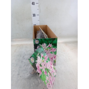 Allium   ...flowerbulbs