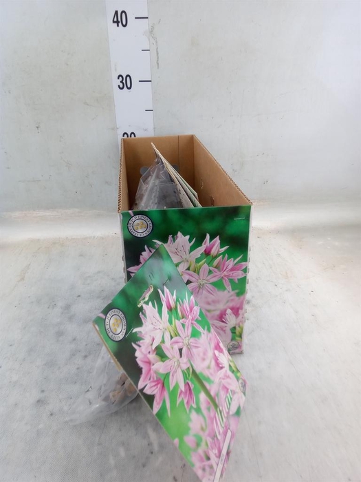 <h4>Allium   ...flowerbulbs</h4>