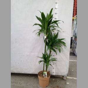 Dracaena frag. 'Janet Craig'