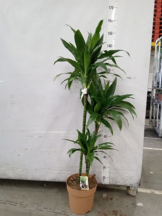 <h4>Dracaena frag. 'Janet Craig'</h4>
