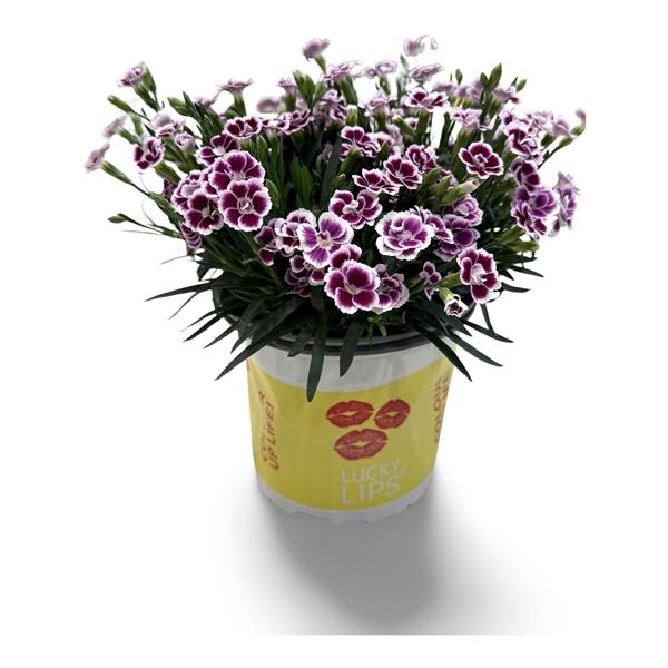 <h4>Dianthus (Allwoodii Grp) Lucky Lips Lena</h4>