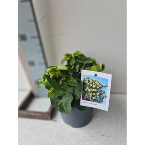 Hedera Helix Arbori Compact