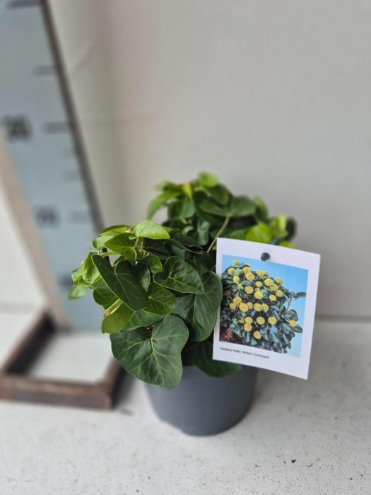 <h4>Hedera Helix Arbori Compact</h4>