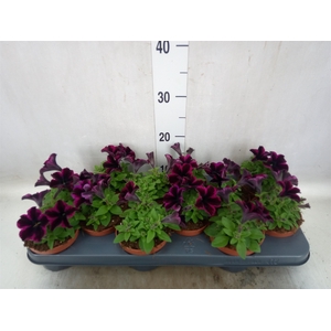 Petunia  'Sweetunia Johnny Flame'