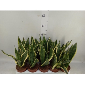 Sansevieria trifa. 'Futura Superba'