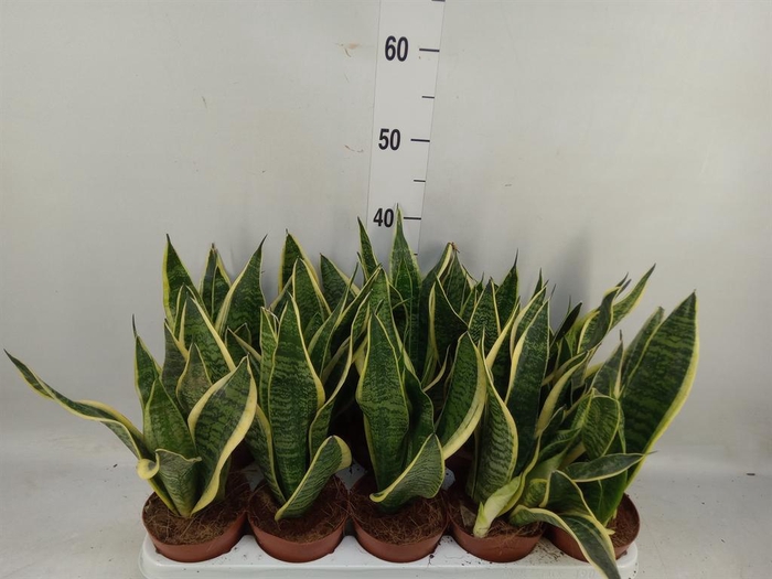 <h4>Sansevieria trifa. 'Futura Superba'</h4>