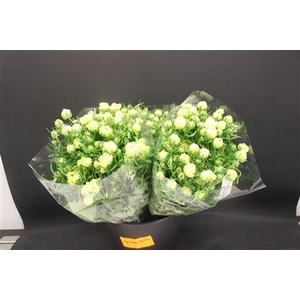 Ran Moderna Limoncello