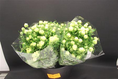 <h4>Ran Moderna Limoncello</h4>