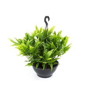 SAMAMBAIA JAMAICA C21