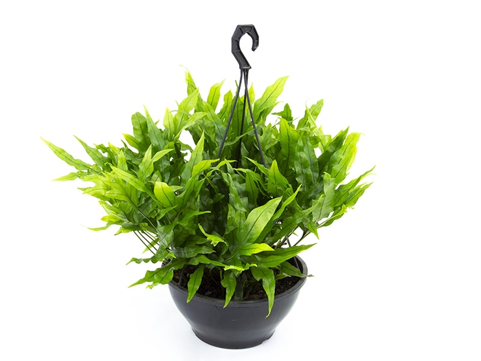 SAMAMBAIA JAMAICA C25