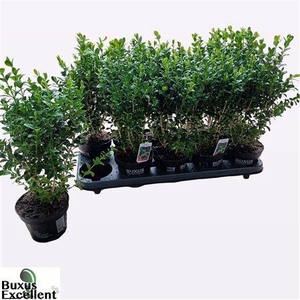 Buxu Sempervirens
