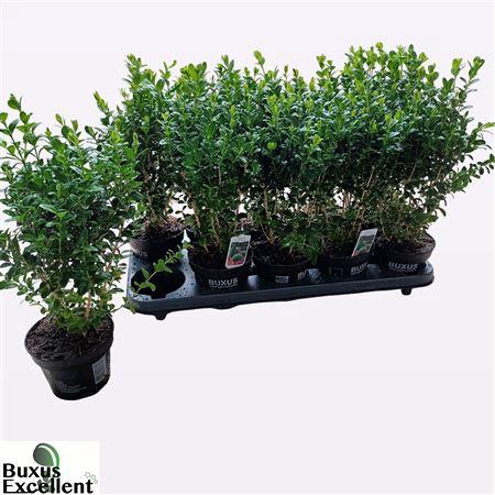 <h4>Buxu Sempervirens</h4>