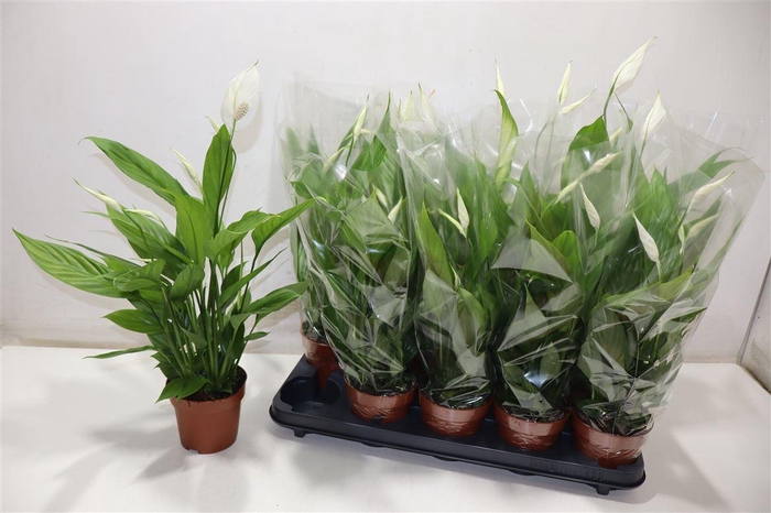 <h4>Spath Alana</h4>