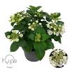 Hydrangea Macrophylla Lacecap White 7+