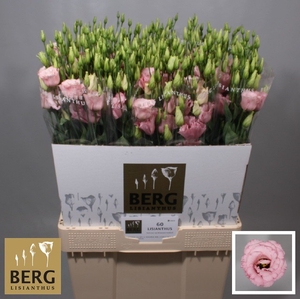 Lisianthus Lisanne light pink