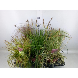 Carex   ...mix