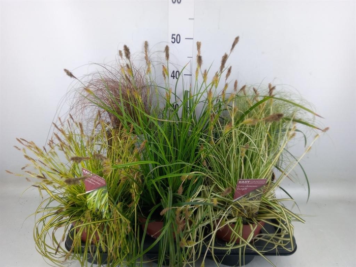 <h4>Carex   ...mix</h4>