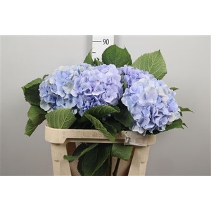Hydr M Verena Bl