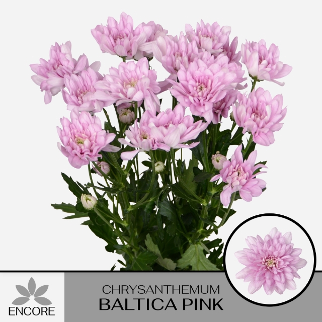 CHR T BALTICA PINK