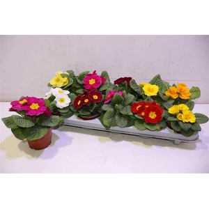 Prim Acaulis Gemengd