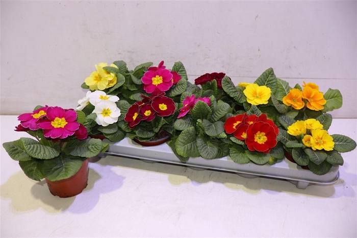 <h4>Prim Acaulis Gemengd</h4>