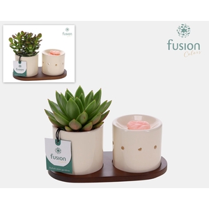 Fusion Scents keramiek Gift set plankje met Succulent