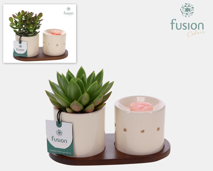 <h4>Fusion Scents keramiek Gift set plankje met Succulent</h4>