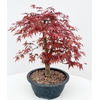 Acer palmatum Deshojo