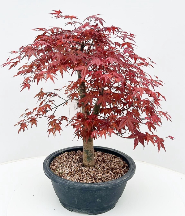 Acer palmatum Deshojo