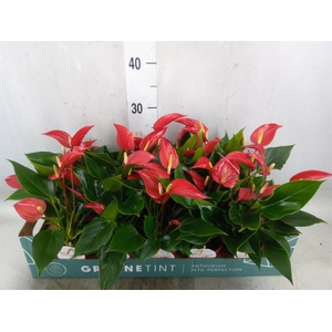 Anthurium  'Banderola Roja'