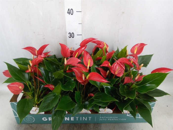 <h4>Anthurium  'Banderola Roja'</h4>