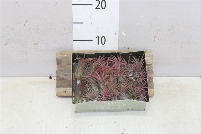 <h4>Tillandsia Rood Airplants</h4>