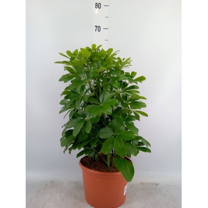 Schefflera arbor. 'Nora'