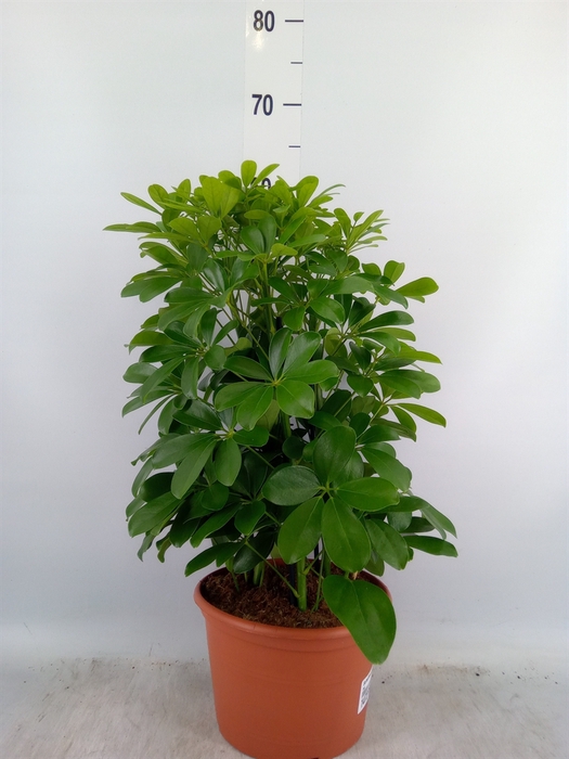<h4>Schefflera arbor. 'Nora'</h4>
