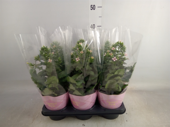 <h4>Kalanchoe blos. 'Feminine Pink'</h4>