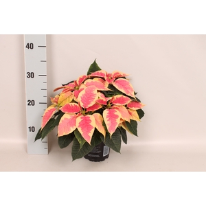 Poinsettia 13 cm Christmas Feelings Marbella